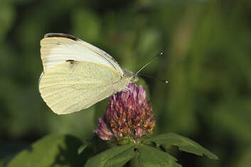 Picture depicting a large white butterfly on clover