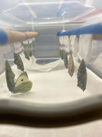 Picture of pupating butterflies in a container and one adult large white butterfly