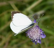 A male large white butterfly on Scabia